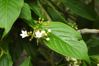 Coussarea chiapensis, photographed by Neptalí Ramírez Marcial