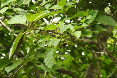 Guettarda macrosperma, photographed by Neptalí Ramírez Marcial