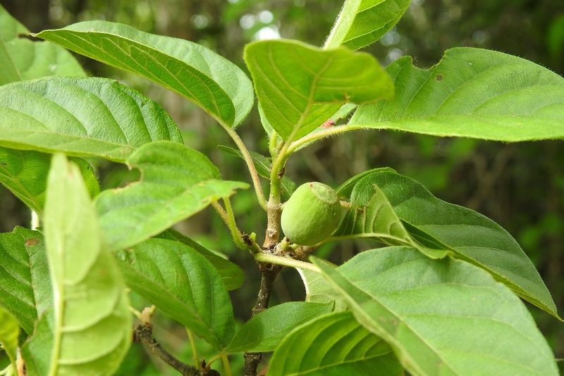 Guettarda macrosperma, photographed by Neptalí Ramírez Marcial
