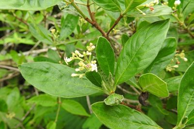 Psychotria erythrocarpa, photographed by Neptalí Ramírez Marcial