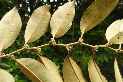 Chrysophyllum mexicanum, photographed by Neptalí Ramírez Marcial