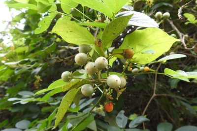Lycianthes scandens, photographed by Neptalí Ramírez Marcial