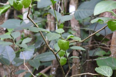 Physalis campechiana, photographed by Neptalí Ramírez Marcial