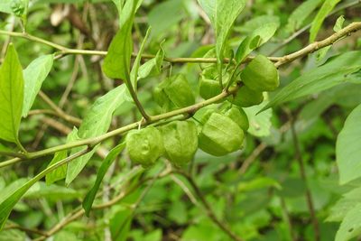 Physalis campechiana, photographed by Neptalí Ramírez Marcial