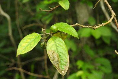 Solanum aturense, photographed by Neptalí Ramírez Marcial