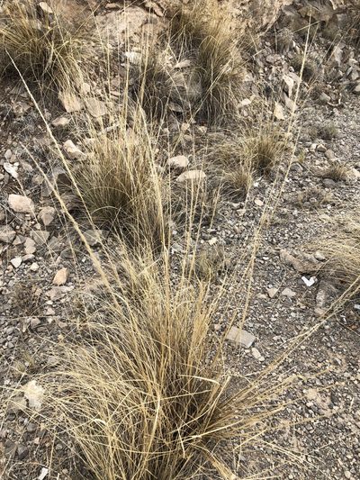 Muhlenbergia setifolia, photographed by CK2AZ
