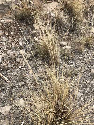 Muhlenbergia setifolia, photographed by CK2AZ