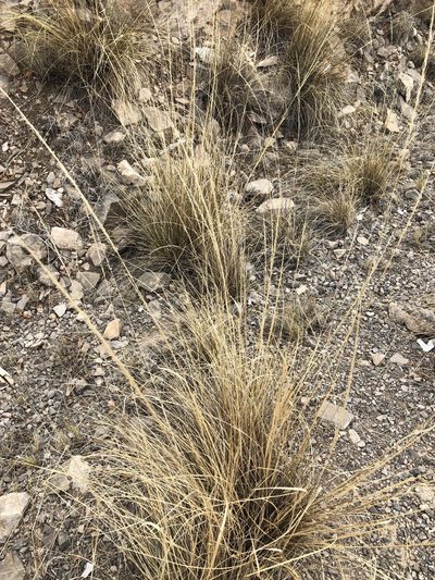 Muhlenbergia setifolia, photographed by CK2AZ