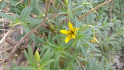 Pectis multiflosculosa, photographed by Peter Brastow