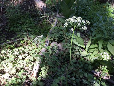 Ligusticum grayi, photographed by rickr