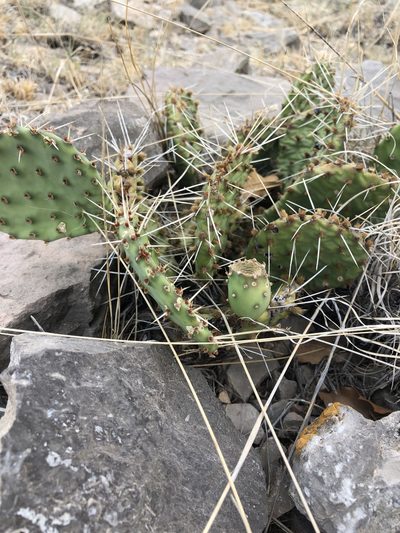 Opuntia pottsii, photographed by CK2AZ