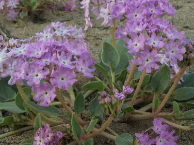 Abronia crux-maltae, photographed by Jim Morefield