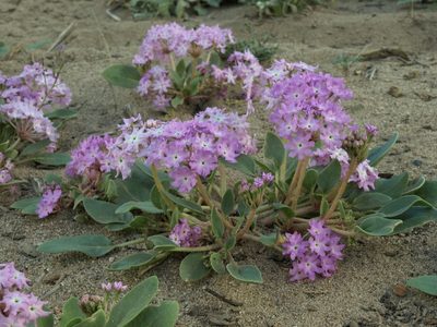Abronia crux-maltae, photographed by Jim Morefield
