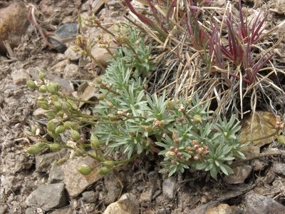 Cusickiella douglasii, photographed by Jim Morefield
