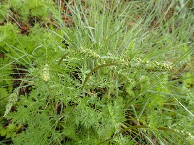 Artemisia laciniata, photographed by Allan Harris