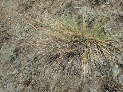 Calamagrostis purpurascens, photographed by Allan Harris