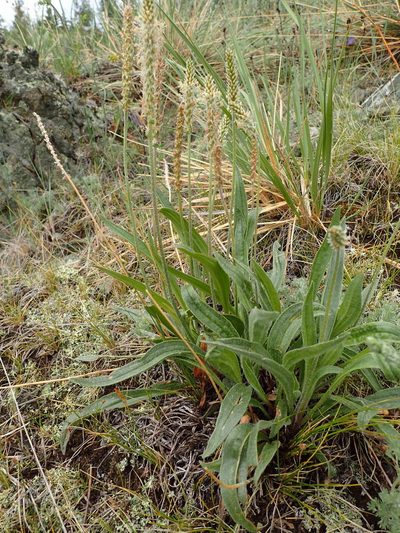 Plantago canescens, photographed by Allan Harris