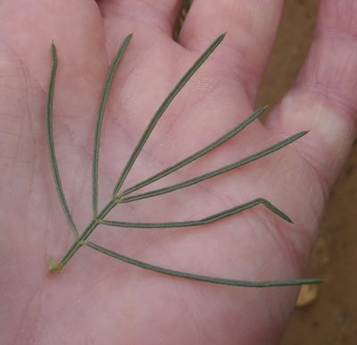 Psoralea brilliantissima, photographed by Nicola van Berkel