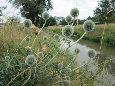 Echinops exaltatus, photographed by Andreas Rockstein
