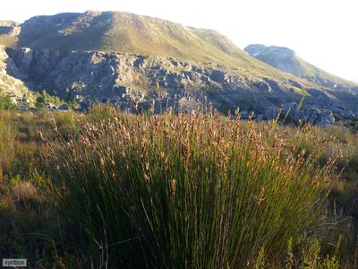Askidiosperma andreaeanum, photographed by Chris Vynbos
