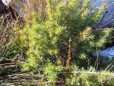 Cliffortia dregeana, photographed by Chris Vynbos
