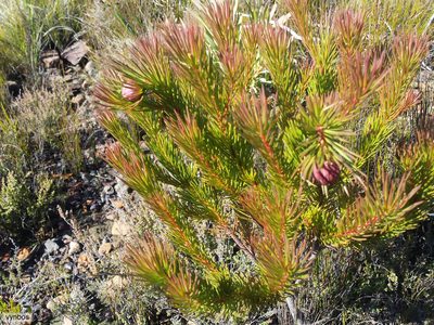 Protea nana, photographed by Chris Vynbos