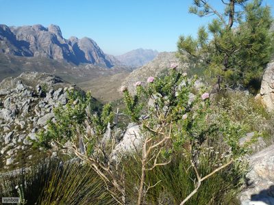 Metalasia muraltiifolia, photographed by Chris Vynbos
