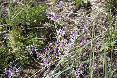 Clarkia pulchella, photographed by Allison Gong