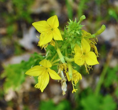 Oenothera clelandii, photographed by aarongunnar