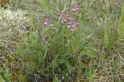 Pedicularis sudetica, photographed by Syd Cannings