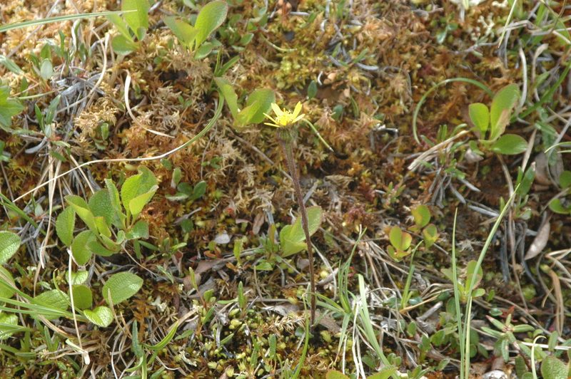 Tephroseris frigida, photographed by Syd Cannings