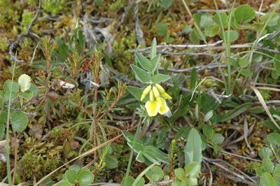 Astragalus umbellatus, photographed by Syd Cannings