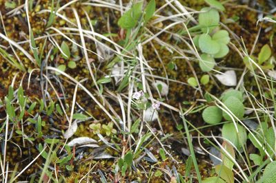 Cardamine purpurea, photographed by Syd Cannings