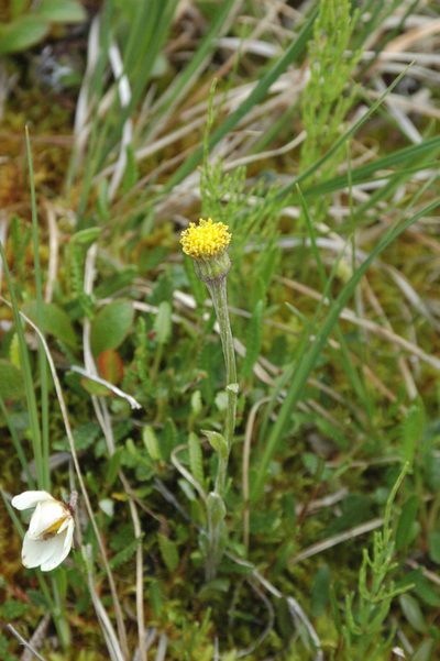 Tephroseris frigida, photographed by Syd Cannings