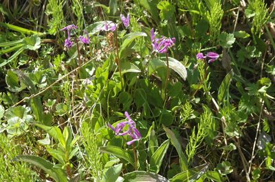 Primula frigida, photographed by Syd Cannings