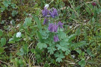 Corydalis pauciflora, photographed by Syd Cannings