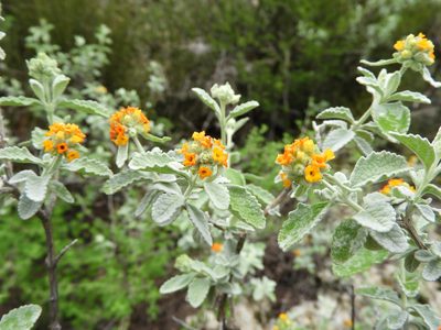Buddleja marrubiifolia, photographed by Leticia Jiménez Hernández