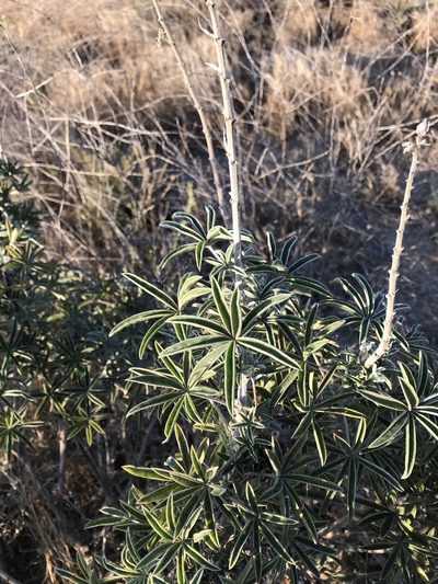 Lupinus longifolius, photographed by Emily Chebul