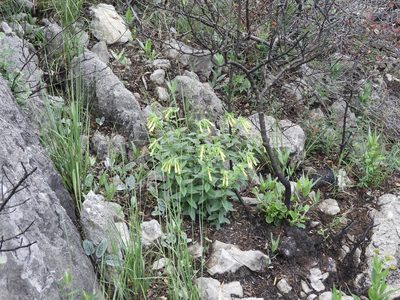 Lithospermum viride, photographed by Leticia Jiménez Hernández