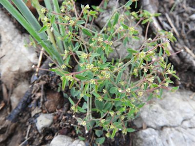 Euphorbia macropus, photographed by Leticia Jiménez Hernández