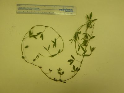 Zornia bracteata, photographed by cwarneke