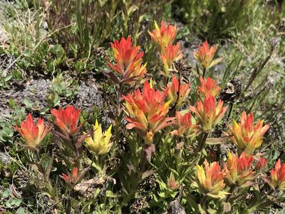 Castilleja peirsonii, photographed by Leah Gardner