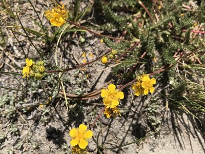 Potentilla lycopodioides, photographed by Leah Gardner