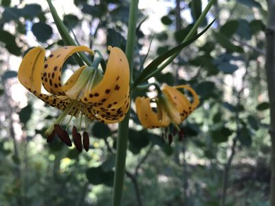 Lilium kelleyanum, photographed by Leah Gardner