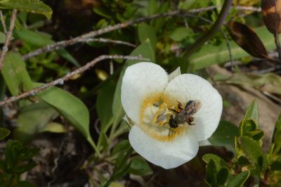 Calochortus subalpinus, photographed by David Anderson