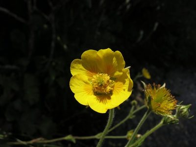 Geum radiatum, photographed by Evan M. Raskin