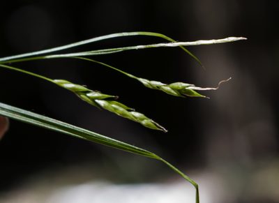 Carex debilis, photographed by aarongunnar