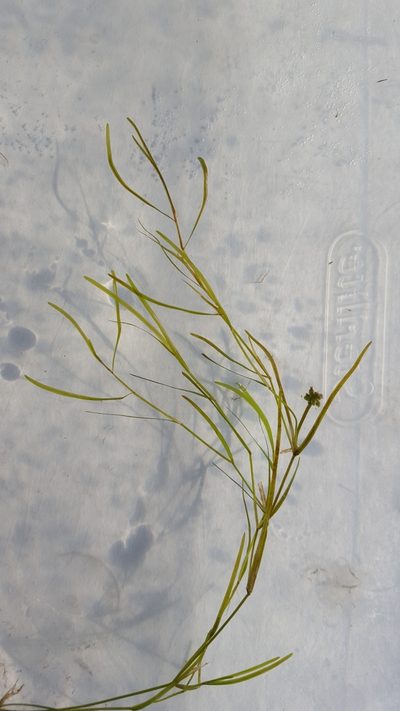 Potamogeton berchtoldii, photographed by Norma Malinowski
