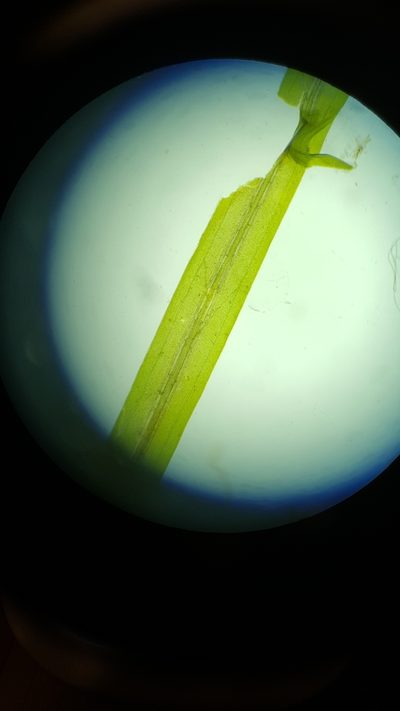 Potamogeton berchtoldii, photographed by Norma Malinowski