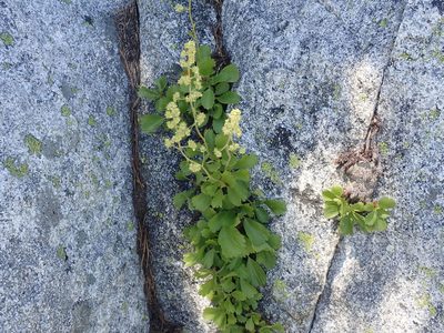 Saxifragopsis fragarioides, photographed by joergmlpts